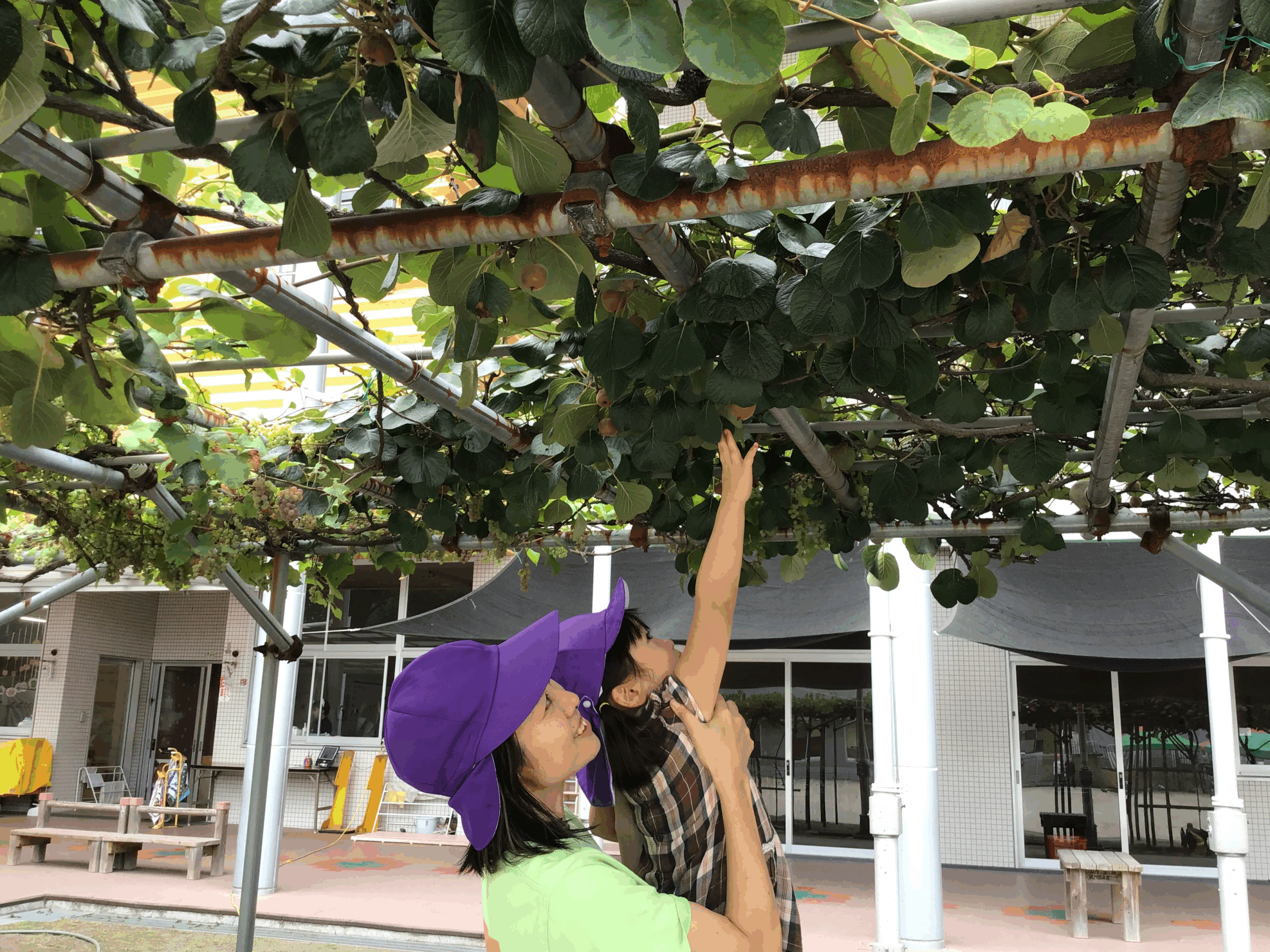 園庭に　ブドウとキウイ🍇🥝