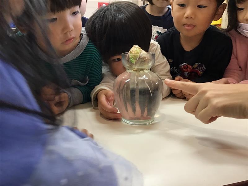 ヒヤシンス🪻とチューリップ